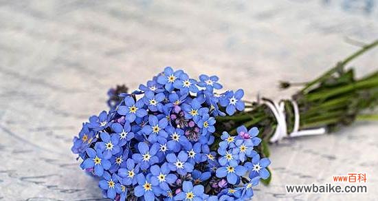 探索友谊花语的神秘世界 友谊之花