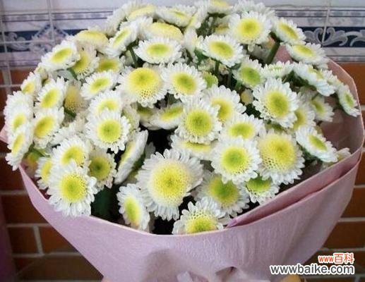 传递友谊之花 友谊花语，送上真挚情谊