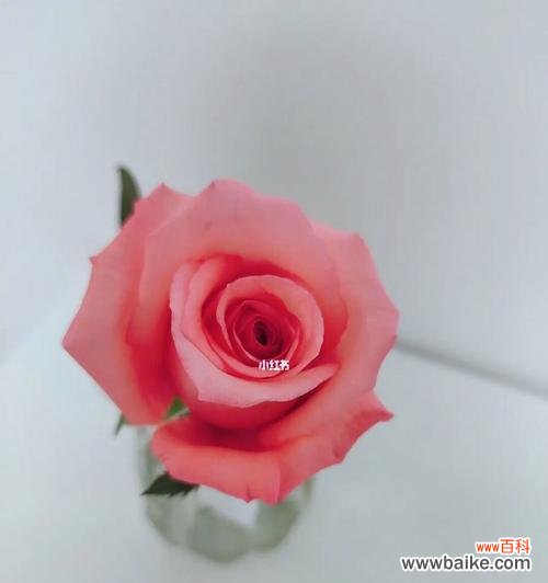 探索戴安娜玫瑰的花语与意义 戴安娜玫瑰