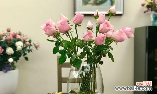 透视玫瑰花语中的情感与美好 戴安娜玫瑰花语