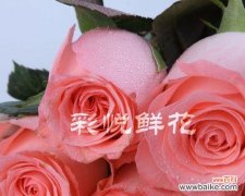 揭开戴安娜玫瑰背后的故事 戴安娜玫瑰的神秘寓意