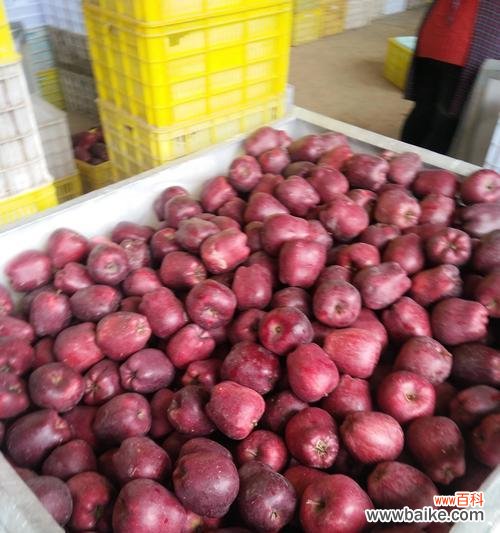 通过一个果实的表达力量与美好 单果的象征意义