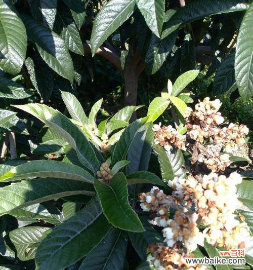 通过一个果实的表达力量与美好 单果的象征意义