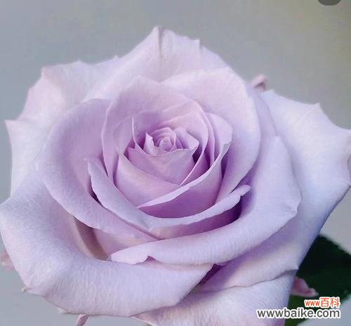 神秘紫色的花海 淡紫色玫瑰的花语