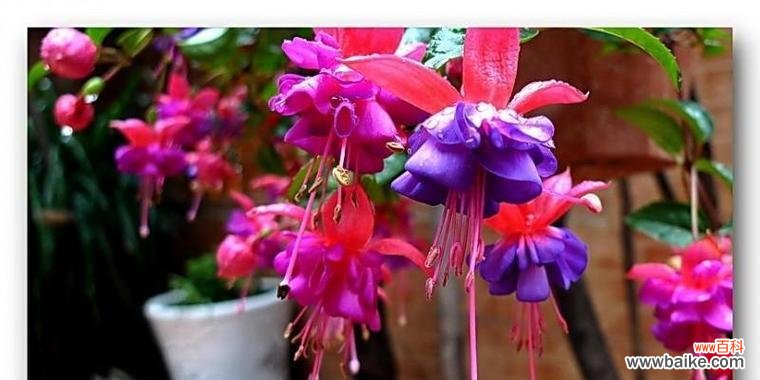 揭秘倒挂金钟的十五种不同花语 倒挂金钟的花语与意义