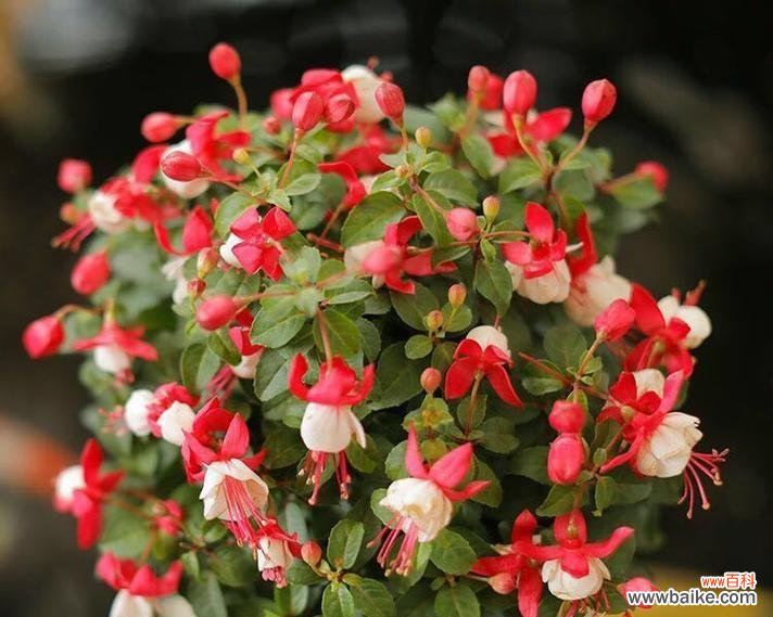 揭秘倒挂金钟的十五种不同花语 倒挂金钟的花语与意义