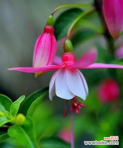 揭秘倒挂金钟的十五种不同花语 倒挂金钟的花语与意义