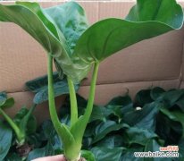 探寻滴水观音花的丰富象征和深刻寓意 滴水观音花的花语与寓意