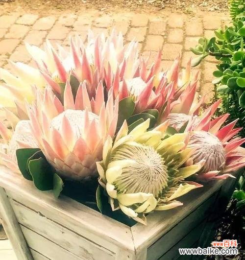 探索帝王花的象征意义和文化内涵 帝王花的花语和寓意