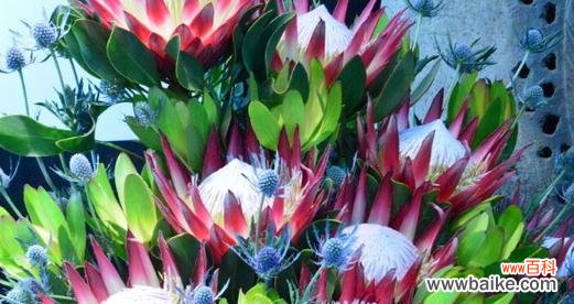 探索帝王花的象征意义和文化内涵 帝王花的花语和寓意