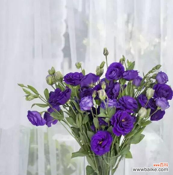 洋桔梗花语和寓意是什么？如何挑选寓意吉祥的洋桔梗？