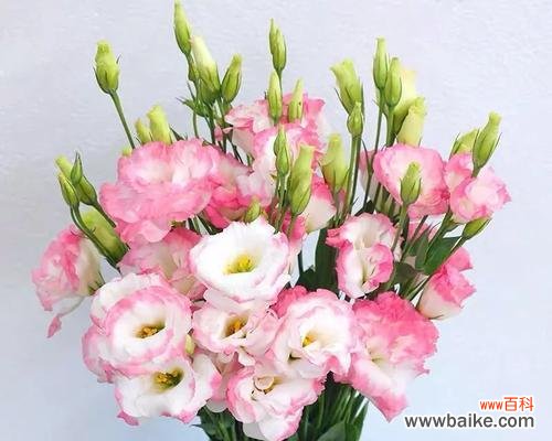 洋桔梗花花语是什么意思?如何正确理解洋桔梗的花语含义?