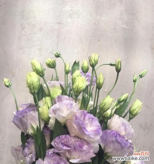 洋桔梗花语是什么?白色的洋桔梗花代表什么含义?