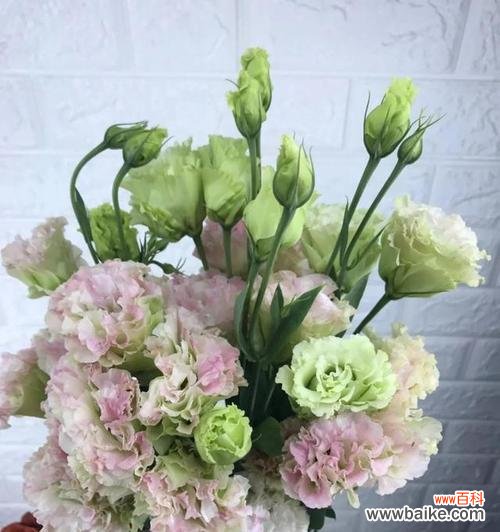 洋桔梗花语代表什么含义？如何正确理解洋桔梗的花语？