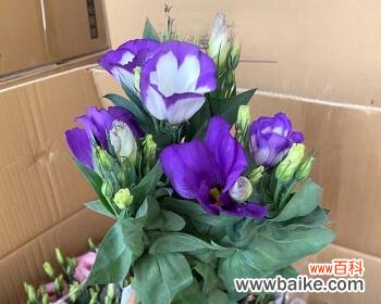 洋桔梗的花语有哪些？如何正确解读洋桔梗的寓意？