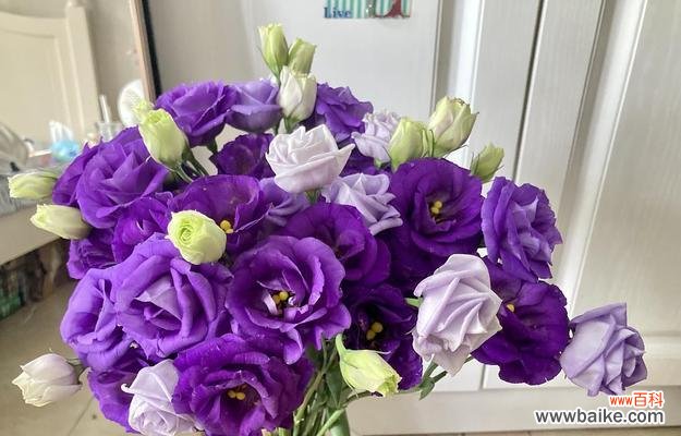 洋桔梗花语代表什么?如何理解洋桔梗的寓意?