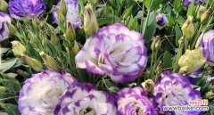 洋桔梗不同颜色代表什么花语？每种颜色的含义是什么？