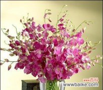 洋兰花的寓意是什么？如何正确解读洋兰花的象征意义？