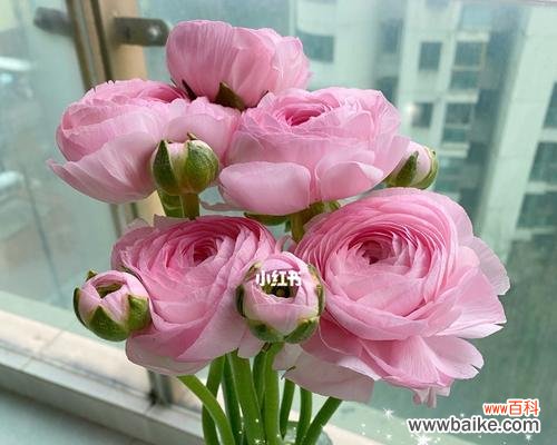 洋牡丹的花语是什么?如何正确解读洋牡丹的象征意义?