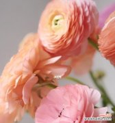 洋牡丹的花语是什么？如何正确解读洋牡丹的象征意义？