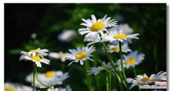 野菊花花语是什么？如何理解野菊花的象征意义？