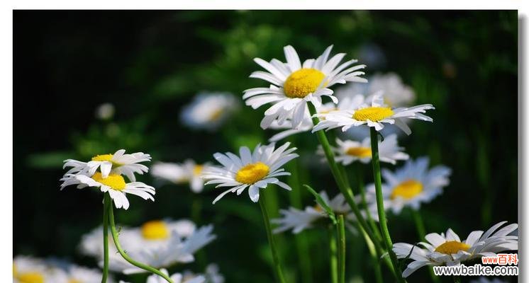野菊花花语是什么?如何理解野菊花的象征意义?