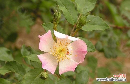 野蔷薇的象征意义是什么？它在文化中扮演什么角色？