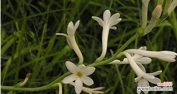 夜来香的花语是什么?如何用夜来香表达情感?