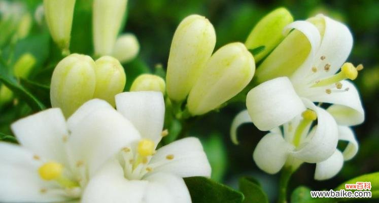 夜来香的花语是什么?如何用夜来香表达情感?