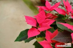 一品红黄叶的原因和处理办法