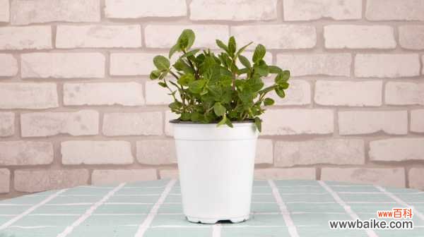 薄荷叶子发黑，薄荷叶子长黑斑怎么办