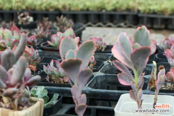 玉吊钟黄叶的原因和处理办法