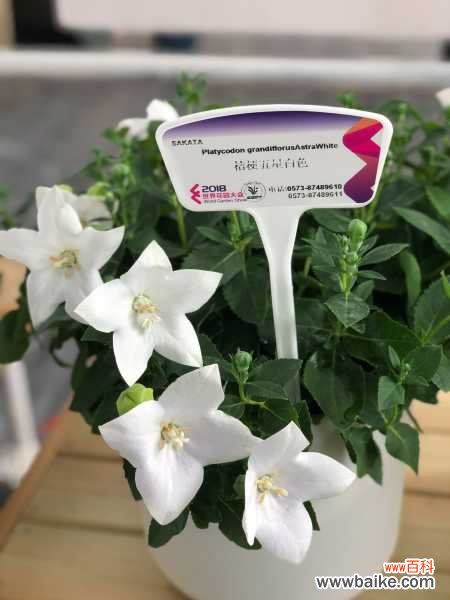 桔梗烂根是怎么回事