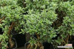 六月雪烂根死亡怎么回事