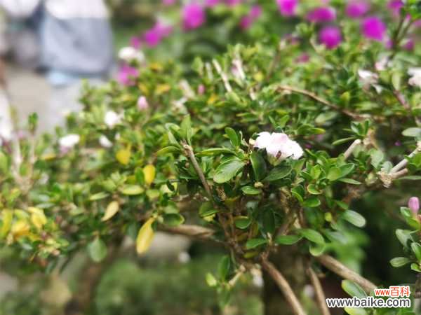 六月雪烂根死亡怎么回事