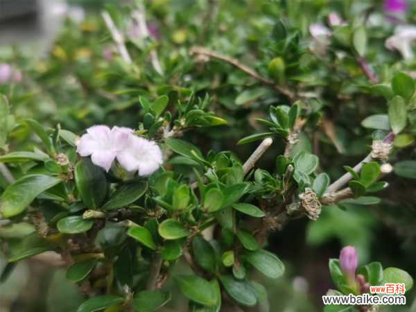 六月雪烂根死亡怎么回事