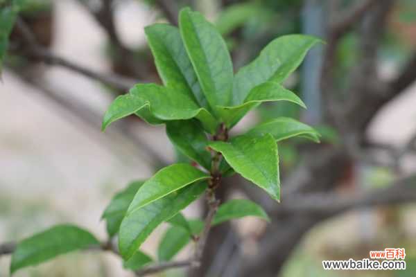 桂花烂根怎么办