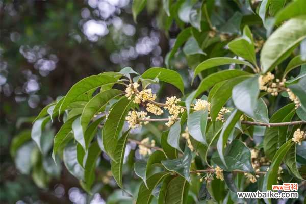桂花烂根怎么办