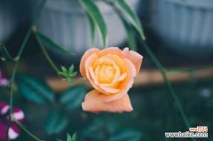 月季花烂根怎么办