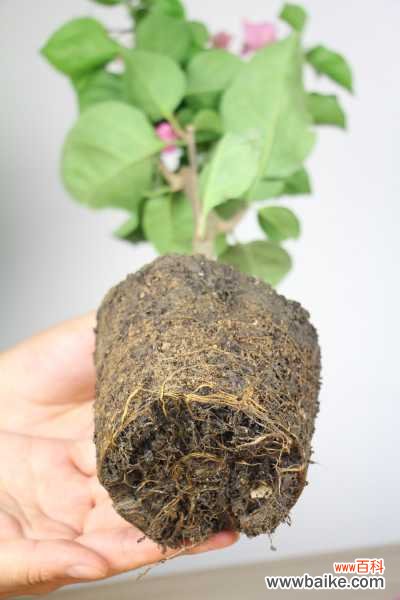 三角梅烂根怎么办