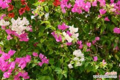 三角梅烂根怎么办