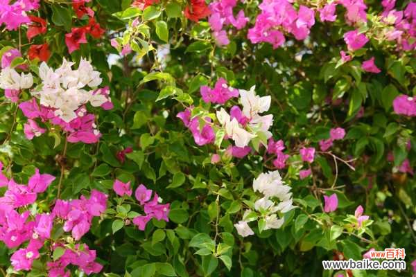 三角梅烂根怎么办