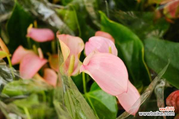 水培粉掌烂根怎么办