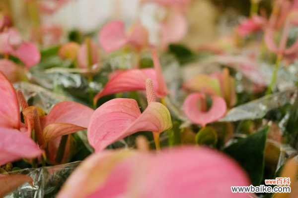 水培粉掌烂根怎么办