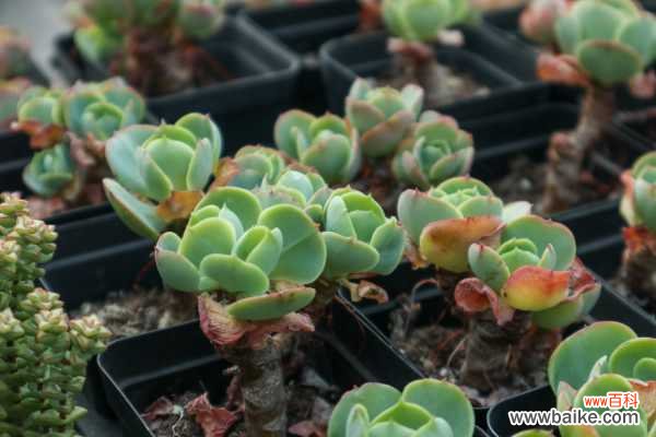 玉蝶黄叶的原因和处理办法