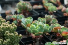 玉蝶黄叶的原因和处理办法