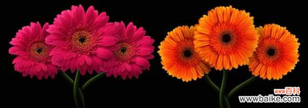 非洲菊烂根怎么办