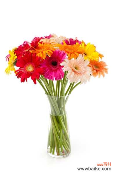 非洲菊烂根怎么办