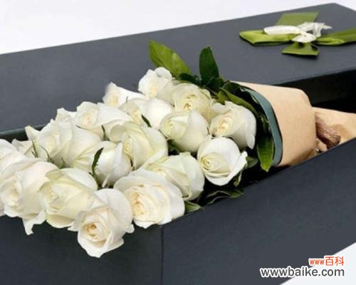 探寻白瑰玫的文化内涵与象征意义 白瑰玫的花语及意义