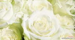 探寻白瑰玫的文化内涵与象征意义 白瑰玫的花语及意义
